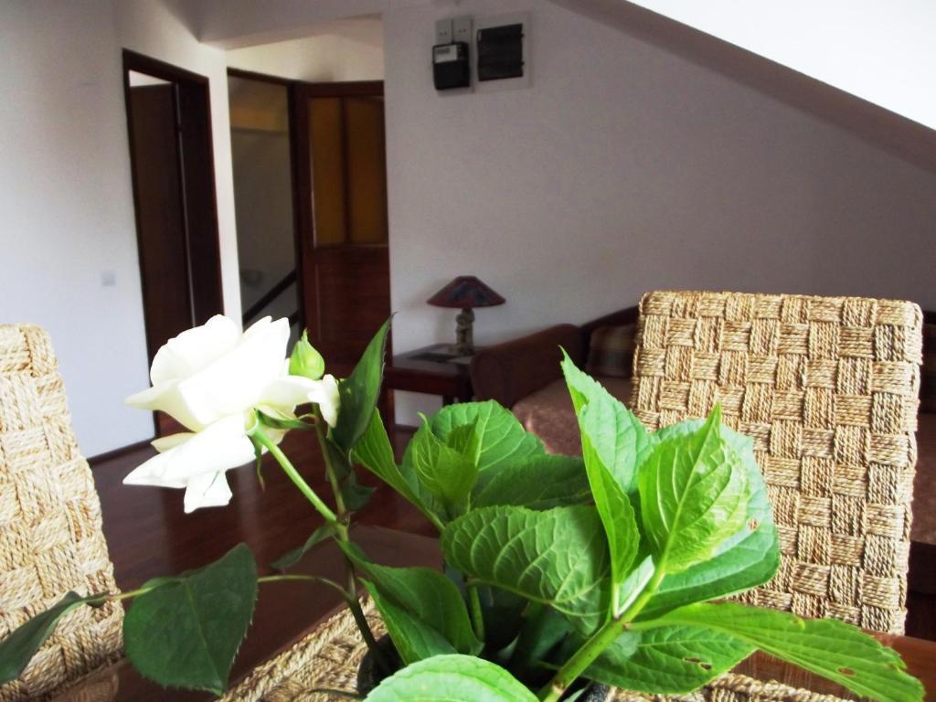 Apartments Budva Center Rum bild